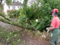 Baum_auf-Strasse_Dorla_12_07_20171