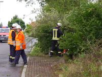 Baum_auf-Strasse_Dorla_12_07_201710
