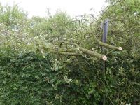 Baum_auf-Strasse_Dorla_12_07_201711