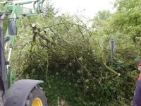 Baum_auf-Strasse_Dorla_12_07_201712