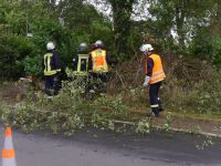 Baum_auf-Strasse_Dorla_12_07_201714