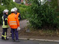 Baum_auf-Strasse_Dorla_12_07_201715