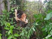 Baum_auf-Strasse_Dorla_12_07_201716