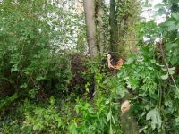 Baum_auf-Strasse_Dorla_12_07_201717