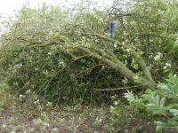 Baum_auf-Strasse_Dorla_12_07_20172